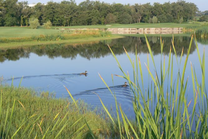 Renaturalització (rewilding) de camps de golf